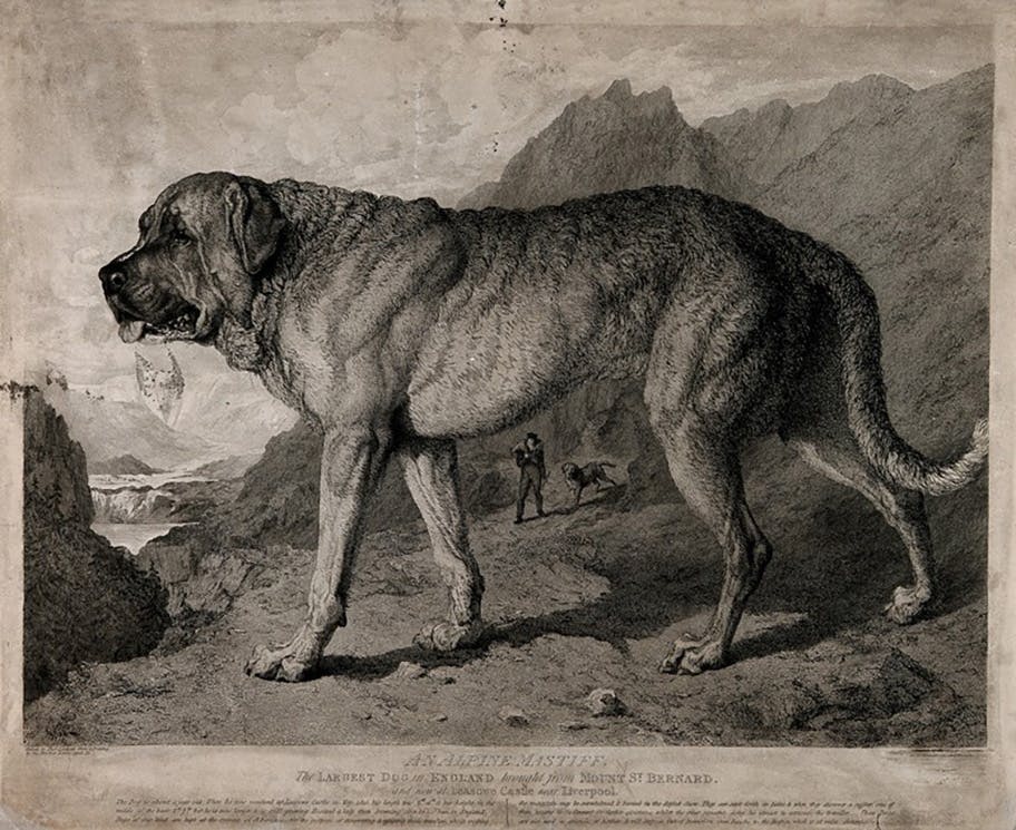 Dogs to the rescue in the Wellcome Collection 