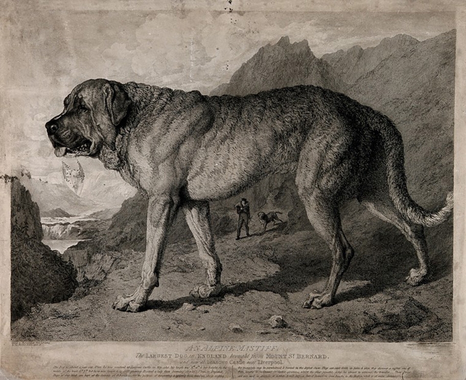 St. Bernard Dog with mountainous background