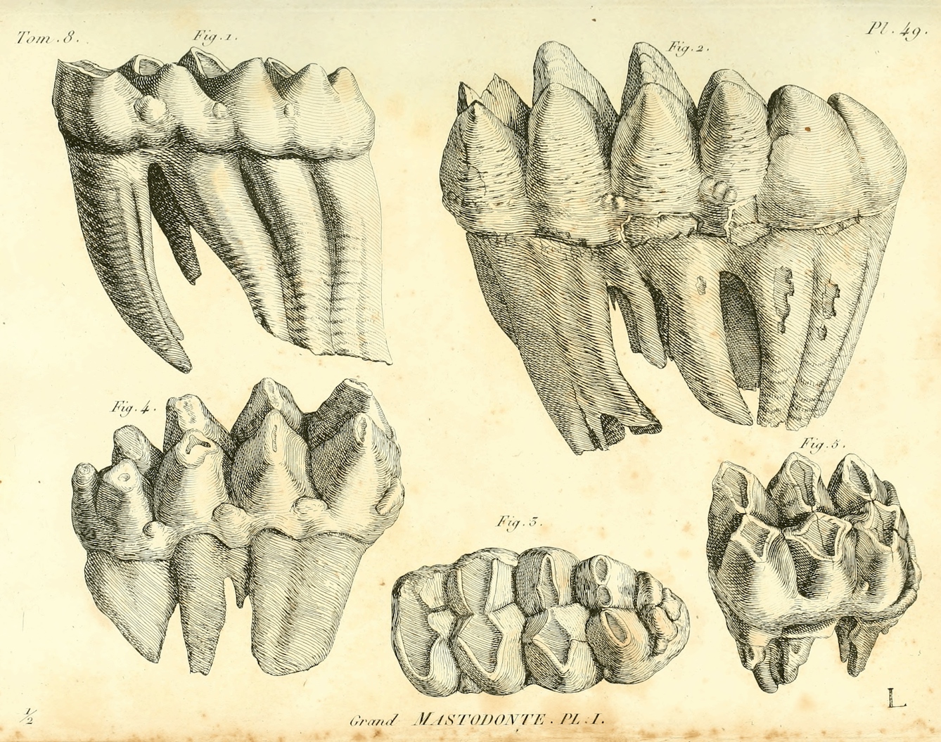 Black and white etchings of mastodon teeth from 1806 publication.