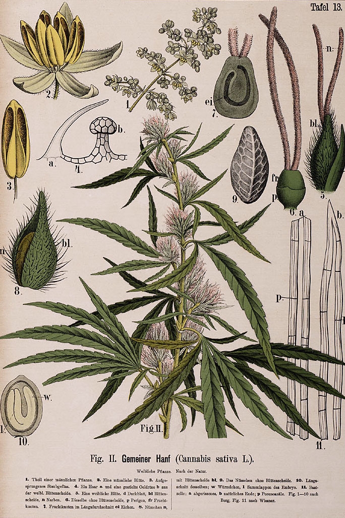 Engraved educational plate depicting various parts of the cannabis plant, including flowers, leaves and seeds.