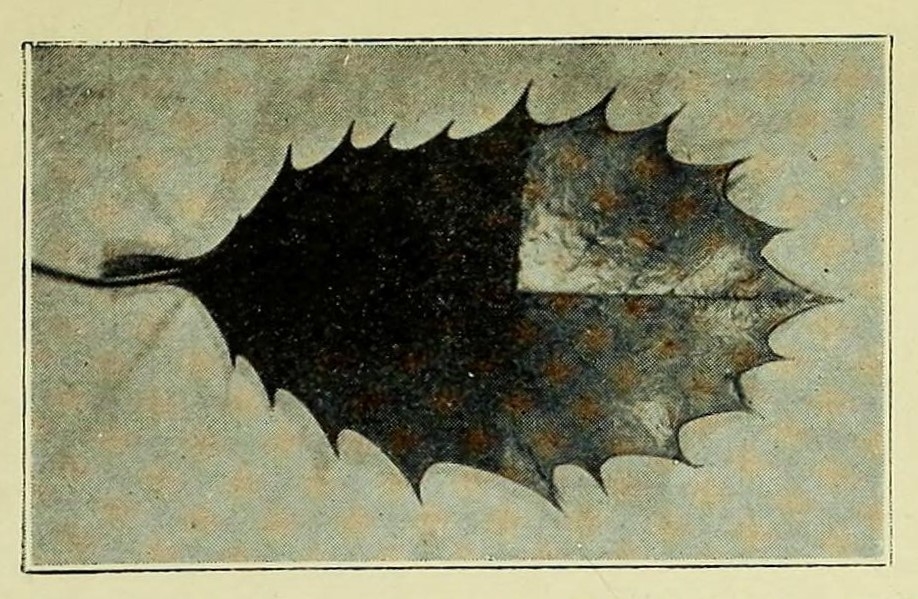 Monochrome print showing a spiky holly leaf, half grey and with different tones suggesting its shine, and half completely blackened.