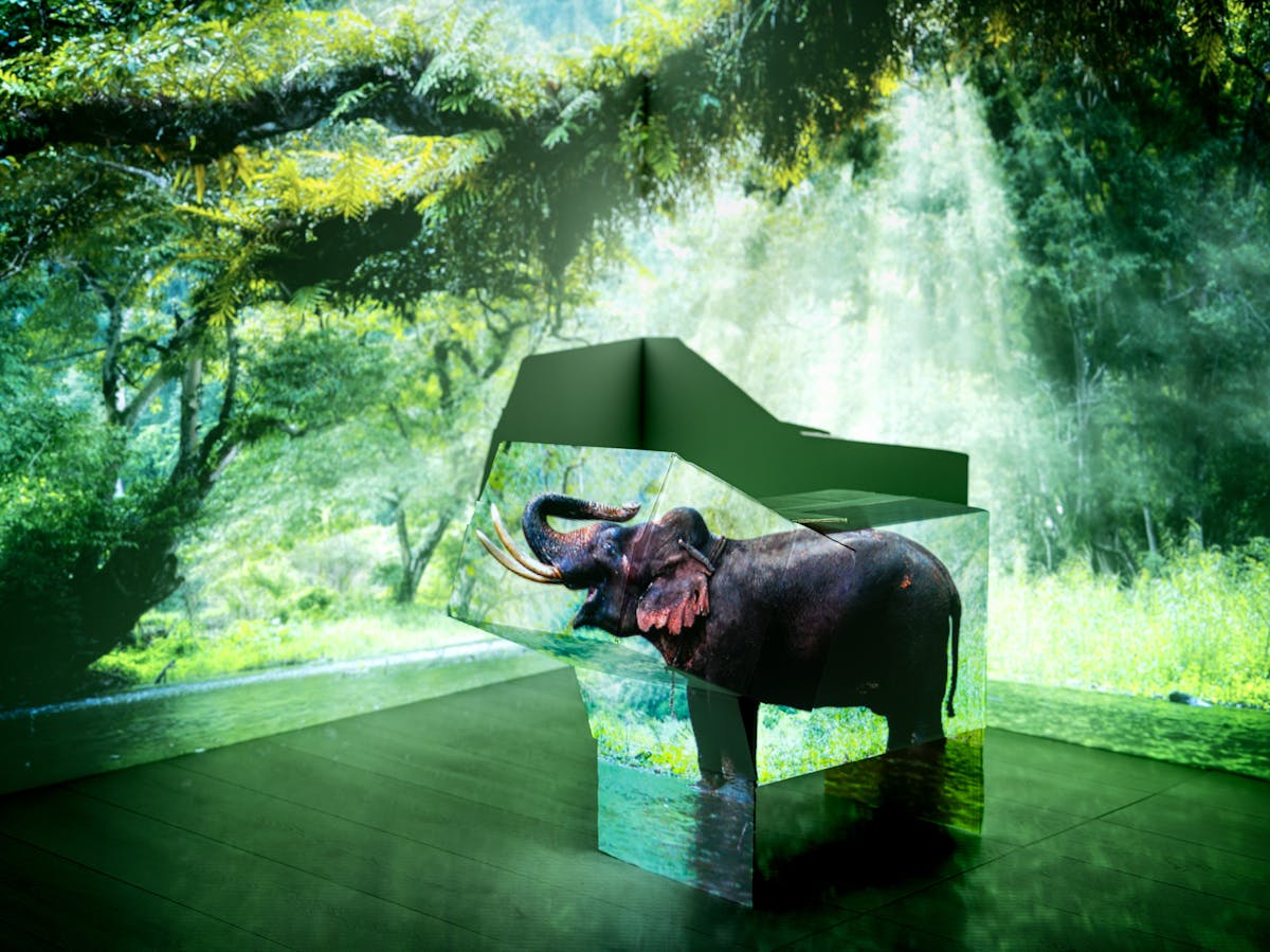 Photograph of the corner of a room showing the walls and a section of the wooden floor. On the floor is an arrangement of cardboard boxes. Onto the whole scene is projected an image of a forest and an elephant. The boxes have assumed the shape of the elephant and have its image projected onto their sides.