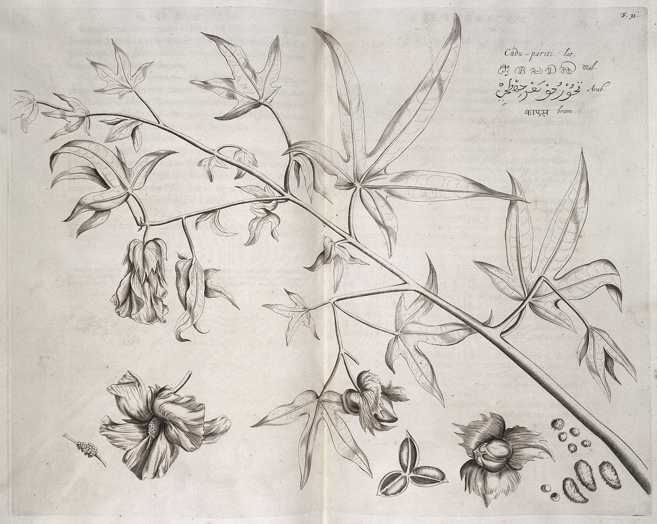 A black and white engraving of a branch with leaves, flowers, fruit and seeds.