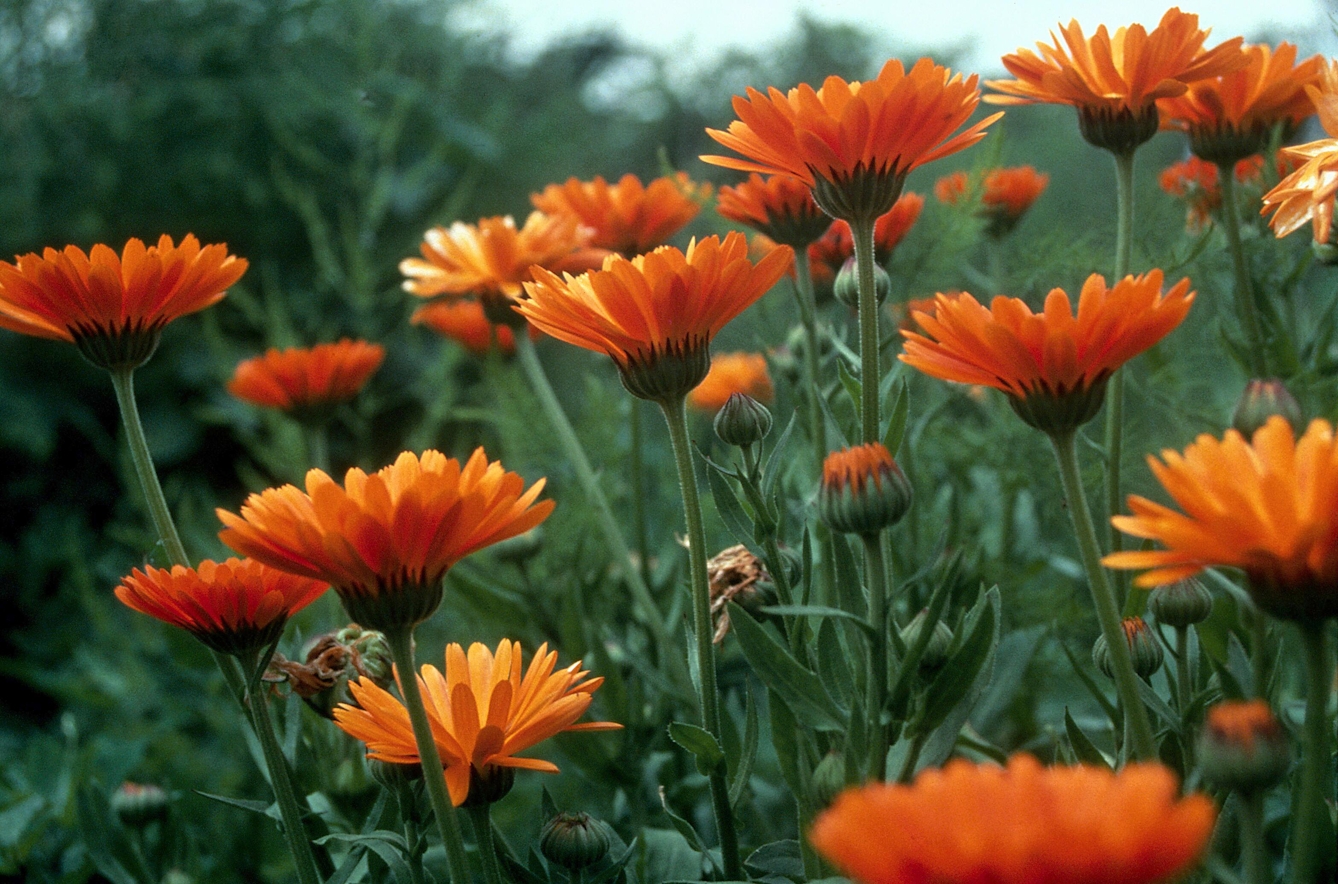 Colour, close-up photograph of marigolds in flower. The flowers are bright orange on dark green stems.