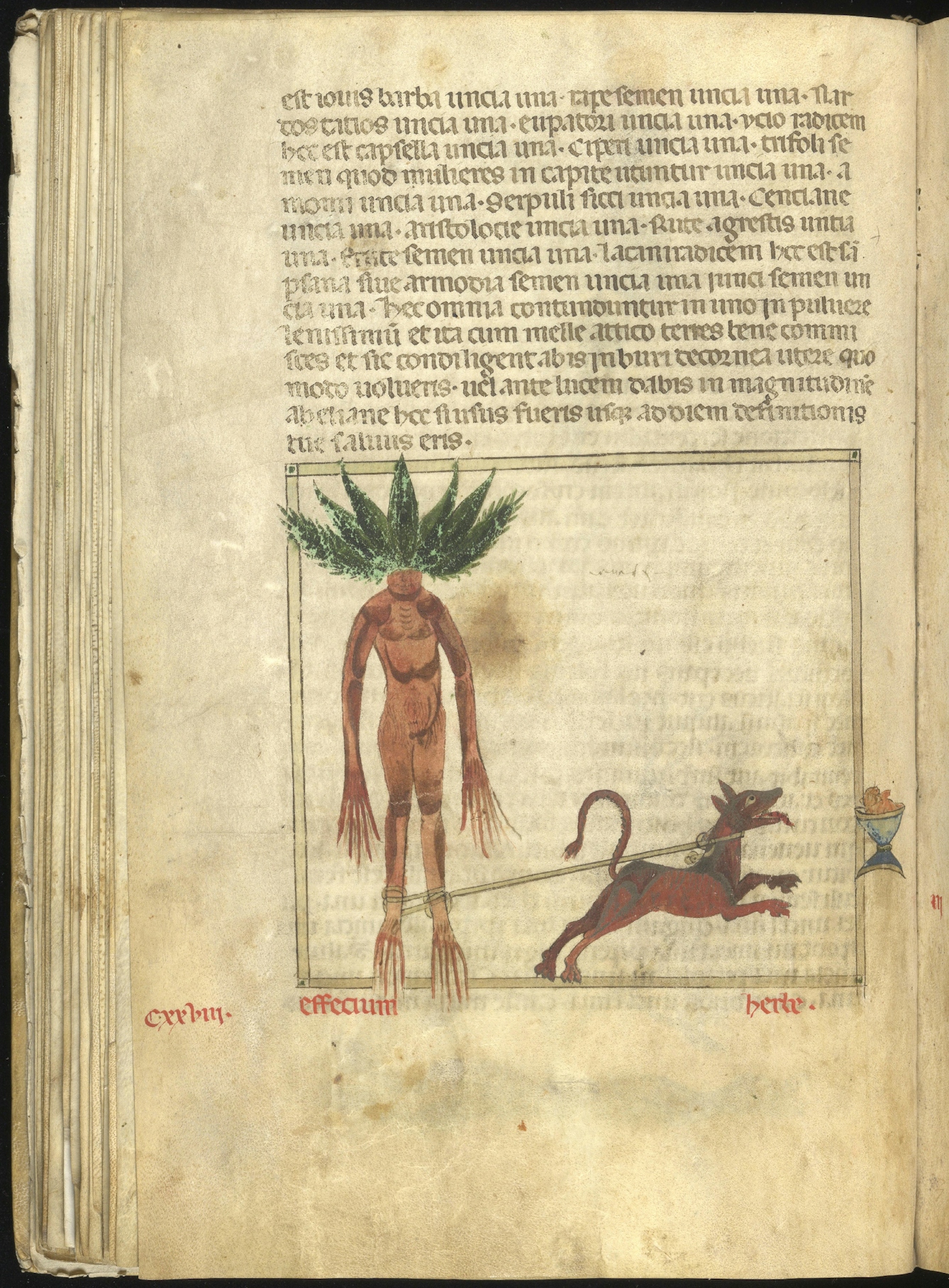 Page from a 13th century herbal. Half the page is latin text, the lower half is a humanoid mandrake root with a hungry dog tied to the plant's 'legs' by a rope. The dog is leaping towards a bowl of food.