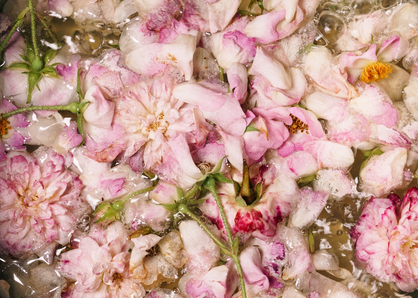 Photograph of a close-up of rose flower heads and petals floating in a water mixture. The colours are light pinks of the petals and greens of the stalks. There are bubble in on the surface of the mixture.