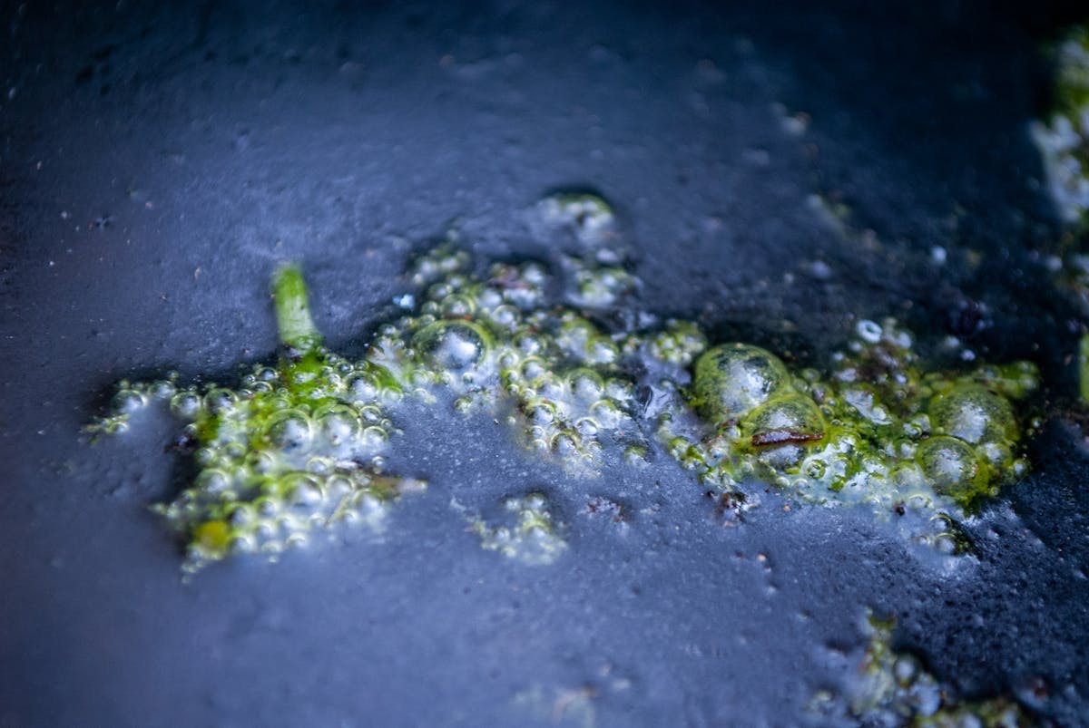 Photograph of a close up view of bubbles on the surface of stagnant water. The film of slime over the surface of the water has a blue tinge to it. Within the bubbles is green algae . The image has a shallow depth of field, focussing on the the bubbles in the centre of the frame.