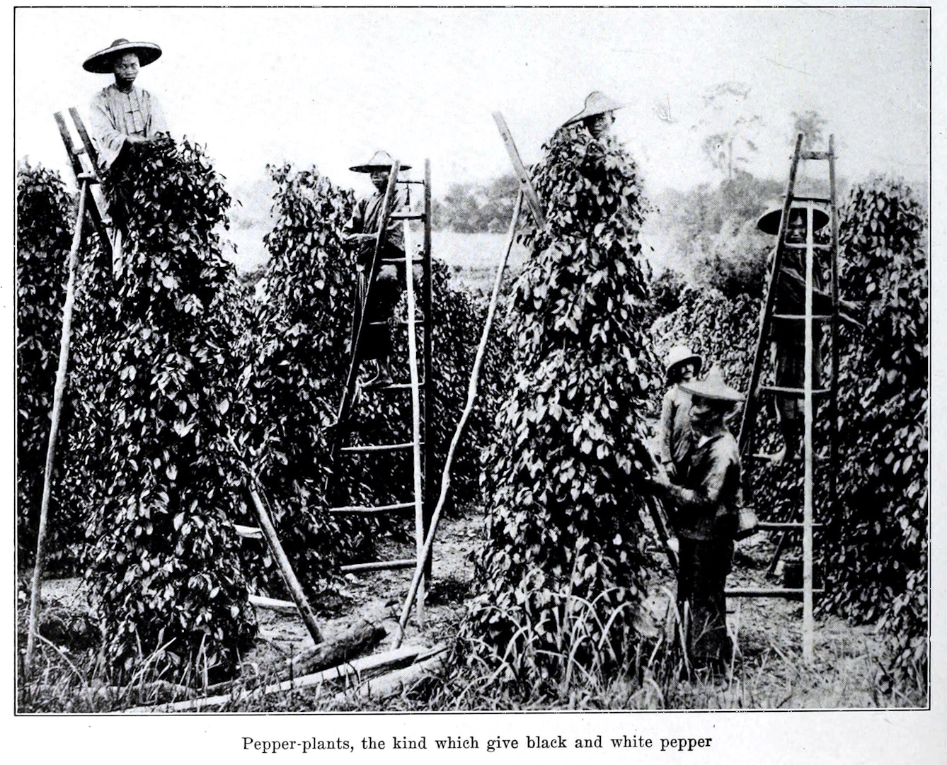 Black pepper to fuel fiery fights and cure haemorrhoids | Wellcome ...