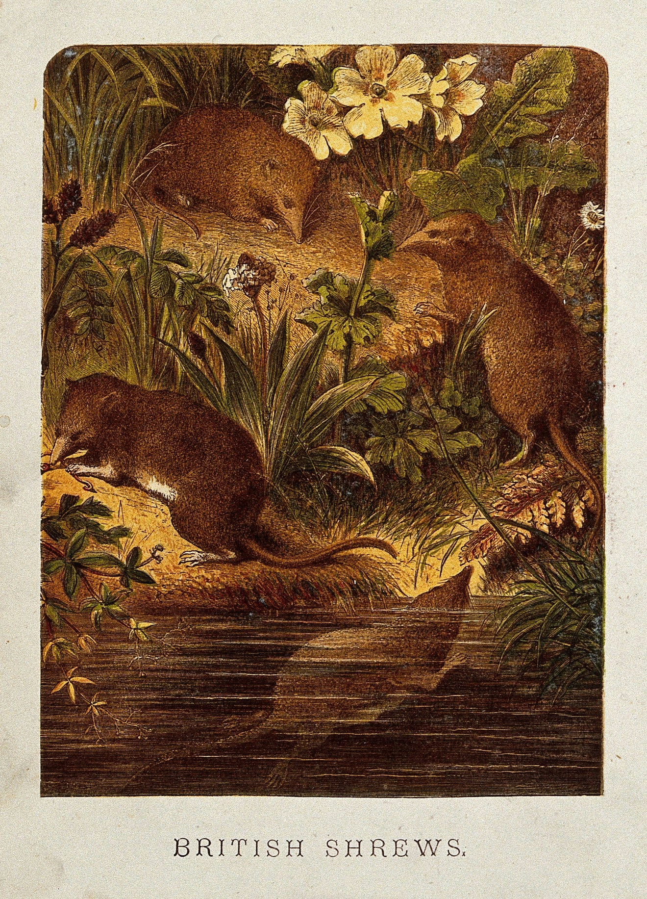 Colour illustration showing four shrews, with three on a floral bank and one underwater