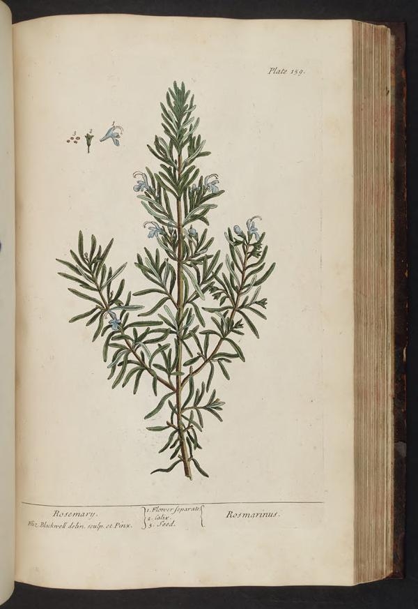 Colour illustration on a slightly age-yellowed page showing a sprig of rosemary with light blue flowers.