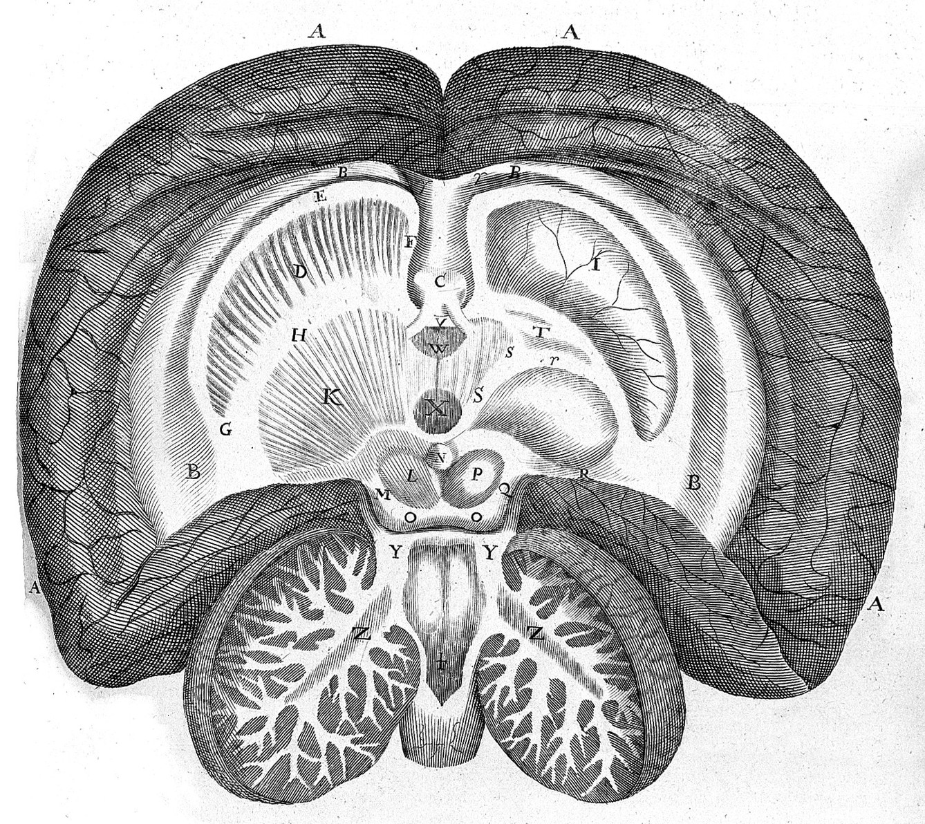 Large black and white diagram of a side dissection view of the brain with letters as labels