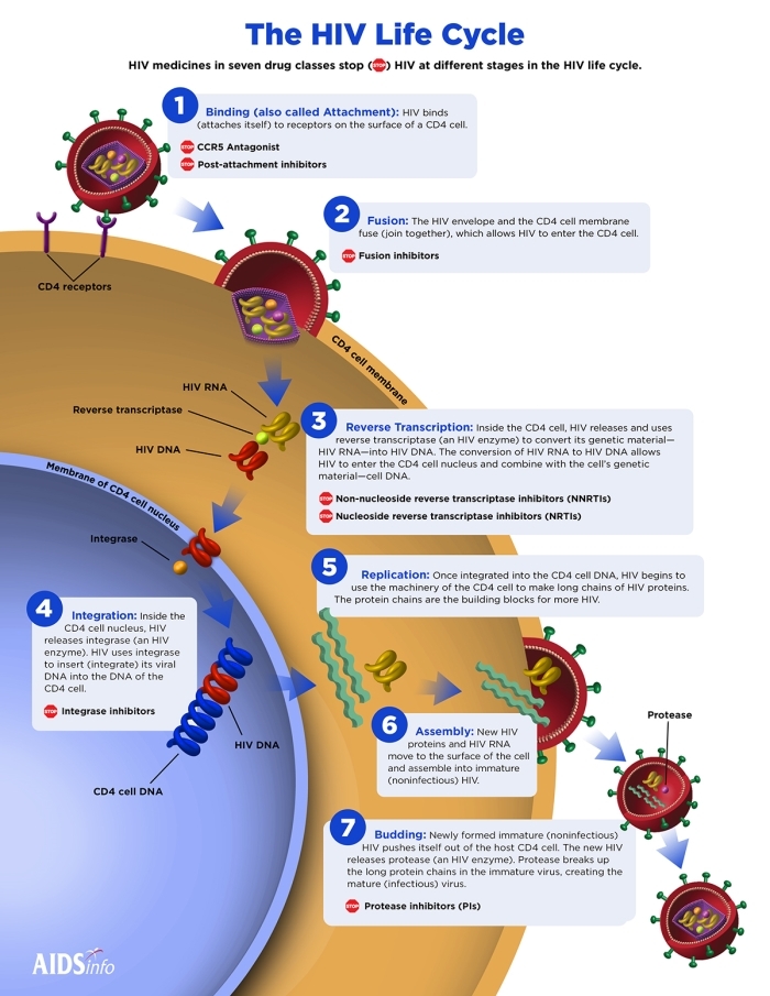 Colour info-graphic showing 7 stages in the HIV life cycle. 
