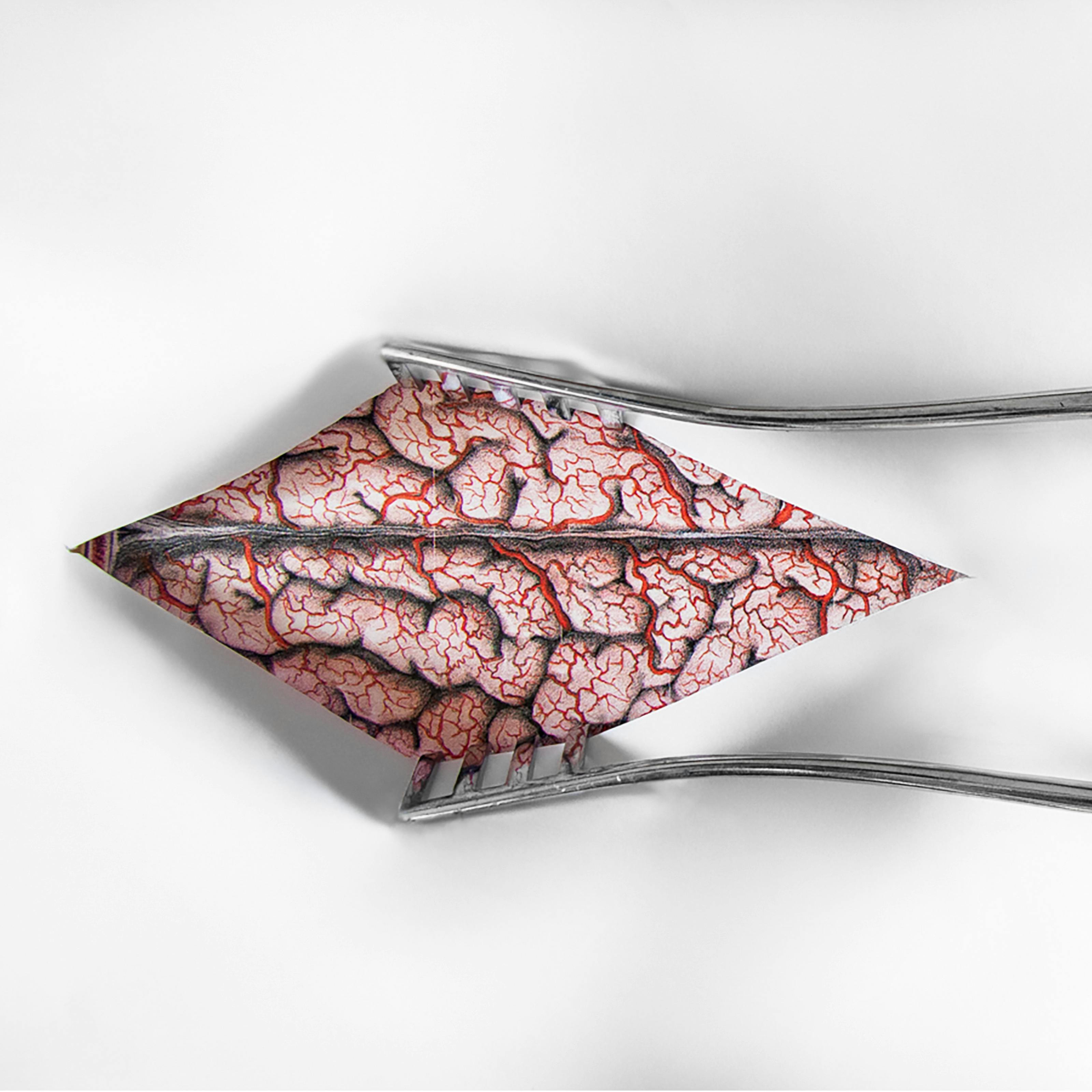 Brain illustration by Emily Evans