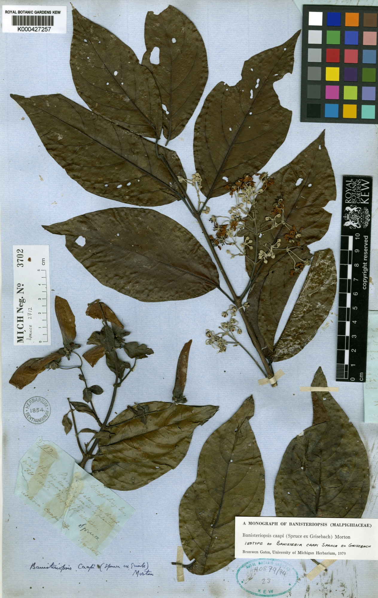 A specimen page for Banisteriopsis caapi featuring dried leaves and stems with flowers.