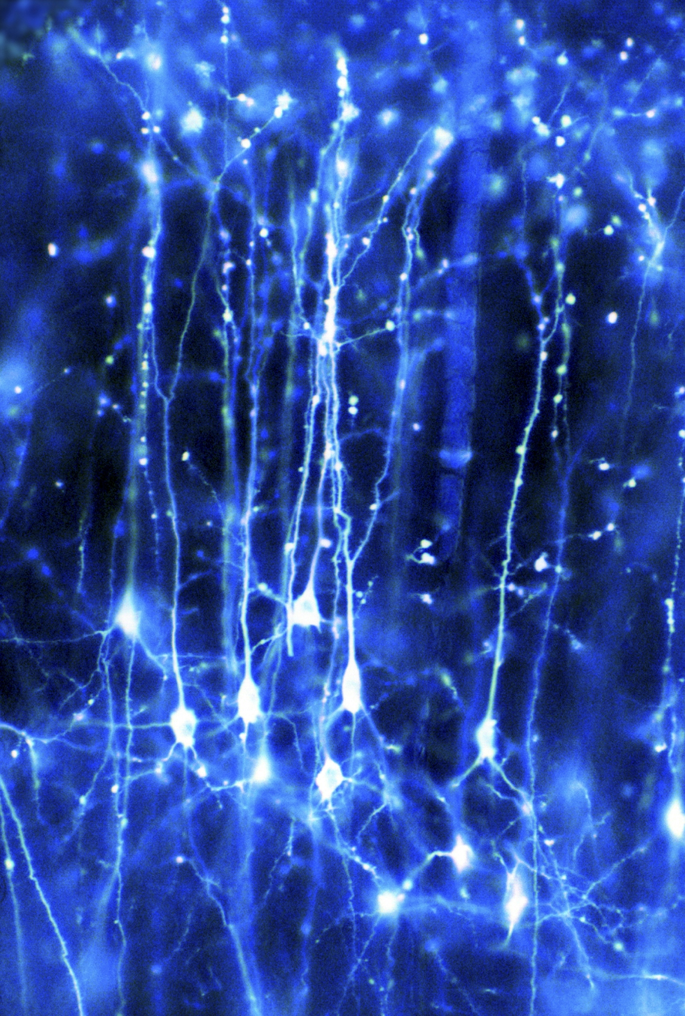Pyramidal neurons forming a network in the brain. 