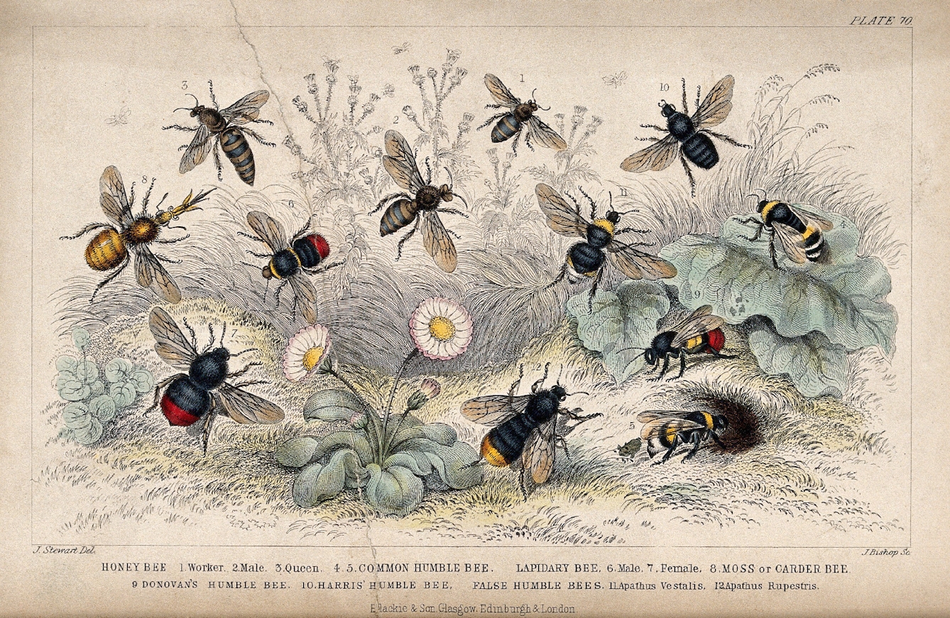 Colour etching of twelve bees in a a field or garden. Seven are in flight, three are resting on grass, one is resting ona large leaf and one is about to crawl into a hole. Each bee is numbered and a key at the bottom of the print gives the corresponding species and sex/type of bee for each number. The bees listed are: honey bee, common Humble (sic) bee, lapidary bee, moss or carder bee, Donovan's humble (sic) bee, Harris' humble (sic) bee and false humble (sic) bees.