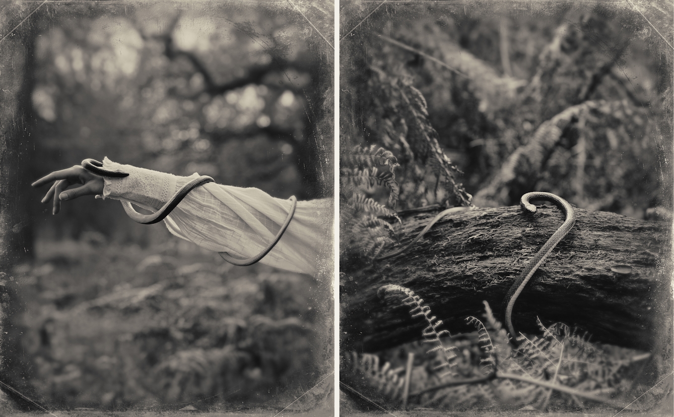 Sepia toned photograph diptych. Each image has a digital filter applied to give the impression the photograph was created using a glass-plate process from the mid 19th century. The effect of this filter includes scratches and fingerprints. Both photographs show a woodland scene made up of tall grasses, bracken and trees. The image on the left shows the outstretched arm of a woman, entering the frame from the right. She is wearing a white blouse embellished with frills and large cuffs. Wrapped around her arm and running down to her wrist is a long darkly toned snake. The image on the the right shows a section of a fallen down tree with the same snake curled around it. The centre of each of images is in sharp focus, but the edges descend quickly into a blur.