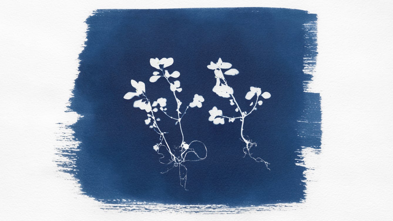Photograph of a cyanotype. The emulsion of the cyanotype has been roughly spread onto the textured watercolour paper leaving brush marks around the edge. In the centre of the blue tone of the emulsion is the white silhouette of two small plants showing their leaves, stems and roots.