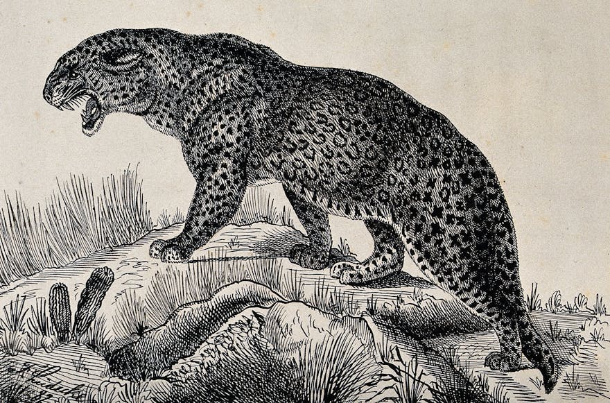 Animal cannibalism: Eating their own kind | Wellcome Collection