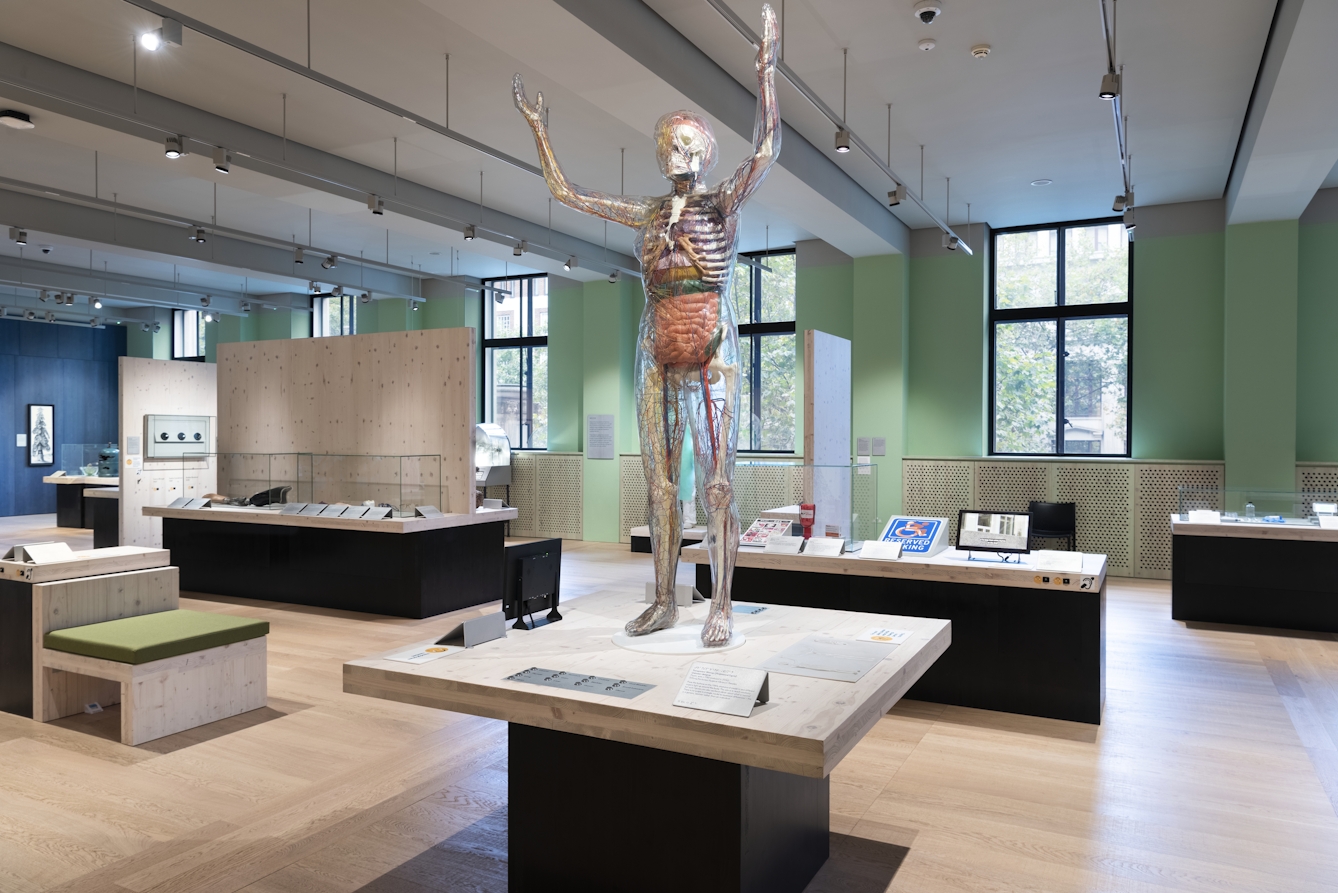 A photograph showing the Being Human exhibition space with windows running along a pastel green painted wall overlooking Euston Road directly opposite. A life-size transparent woman showing internal organs is displayed standing on a table with her arms raised above her head in the foreground. Further wooden topped tables on black plinths can be seen with electronic tablets and glass cabinets. Some of the wooden tables have wooden backboards and wooden benches with cushions. 