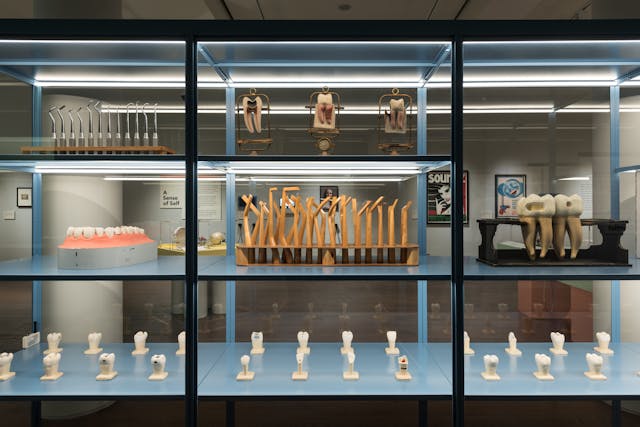 Photograph of an exhibition case containing jumbo models of dental training tools and teeth.