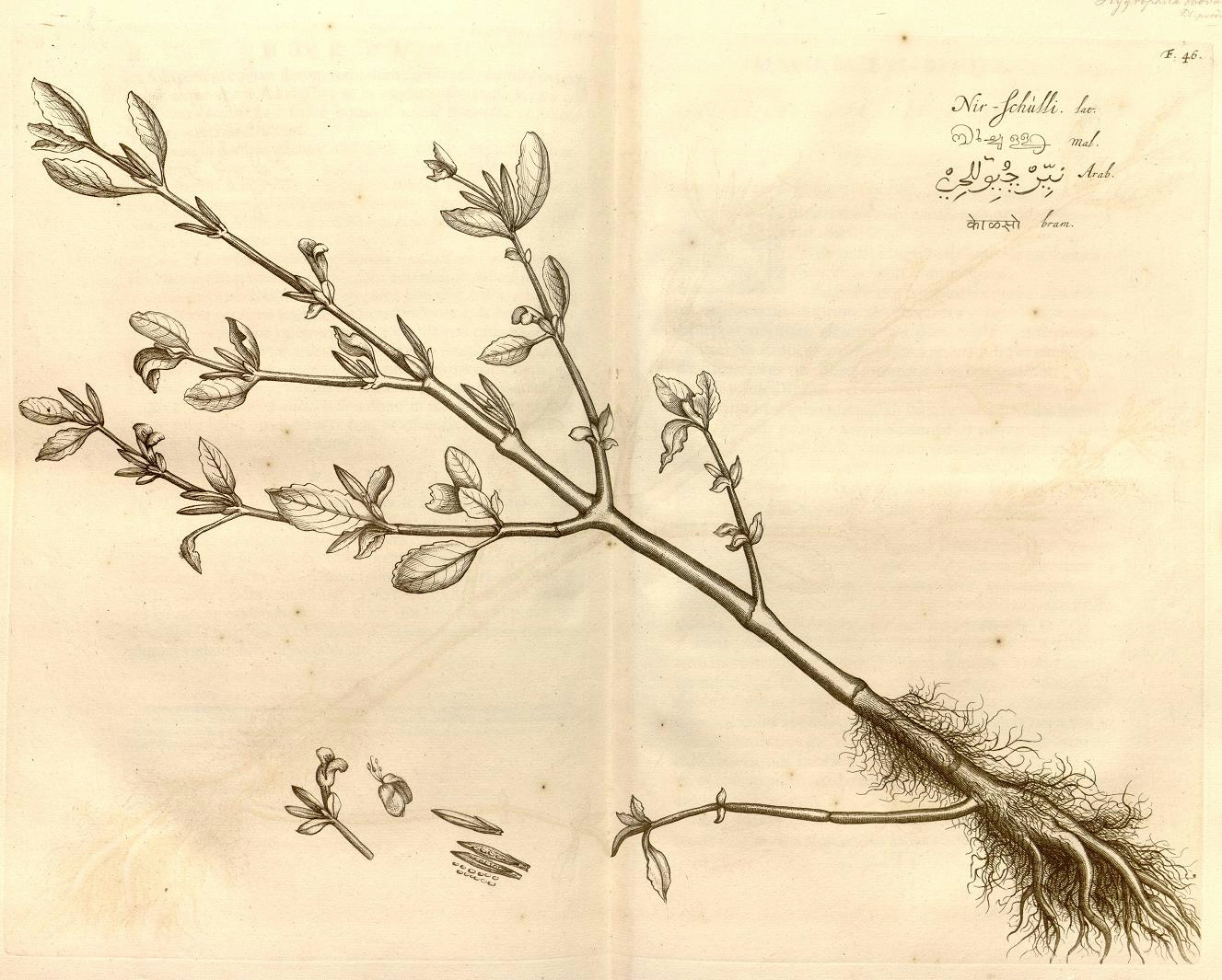 An engraving of the ginger plant from a 17th century book on medical plants.