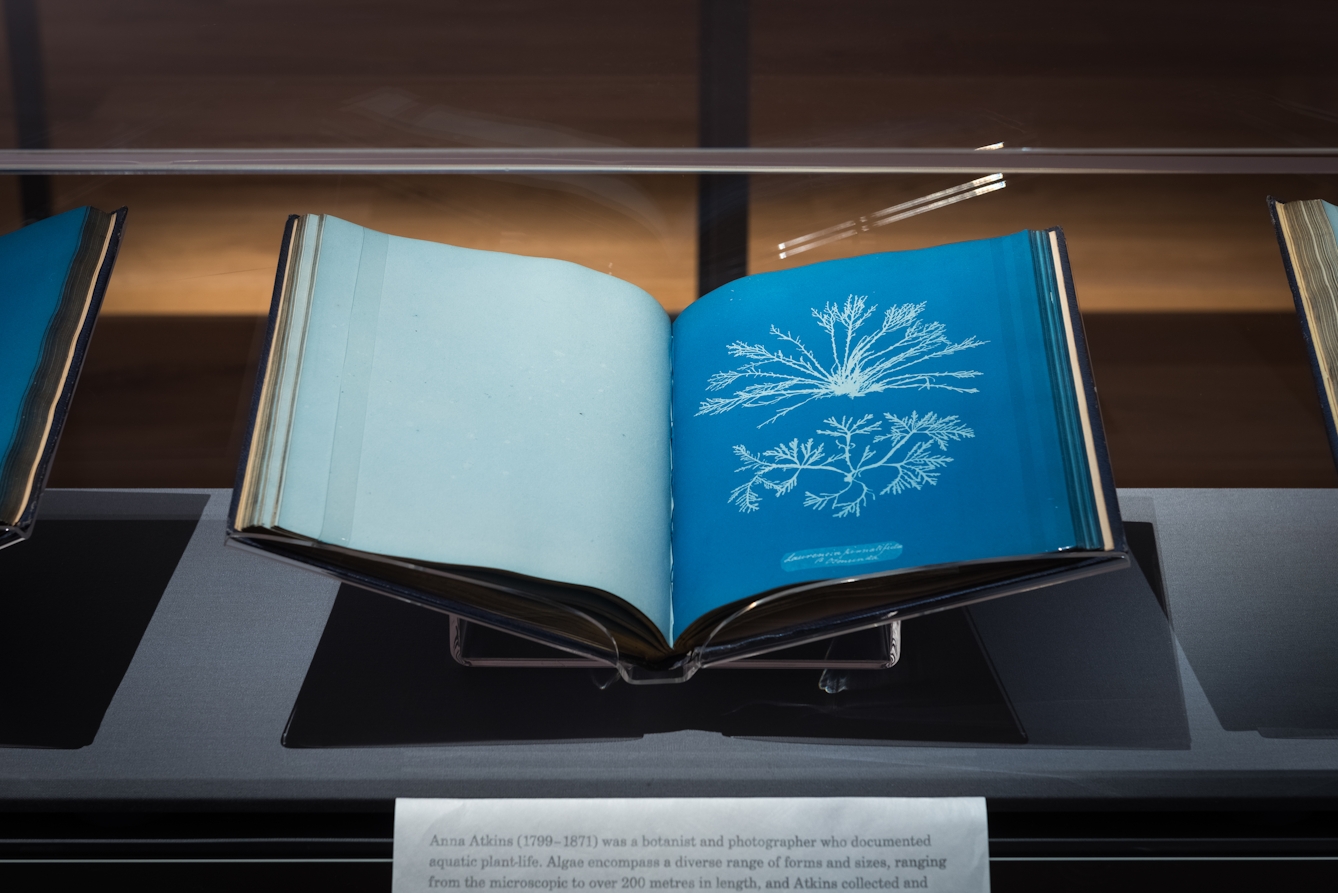 Colour photograph of an open hardback book on a bookstand inside a glass box. The edges of two other books are visible either side of the central book. The pages the the book is open on are different shades of blue. The left page is blank and the right page has a white image of a plant root. There is a small white label below the book.  