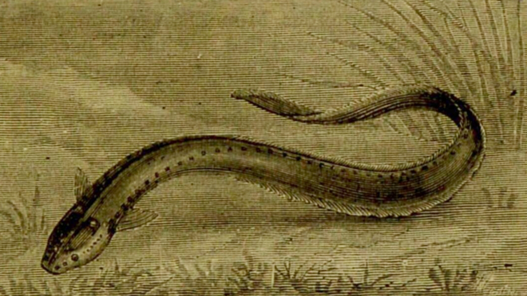 The electric eel was a centrepiece of electricity demonstrations in 18th-century London.