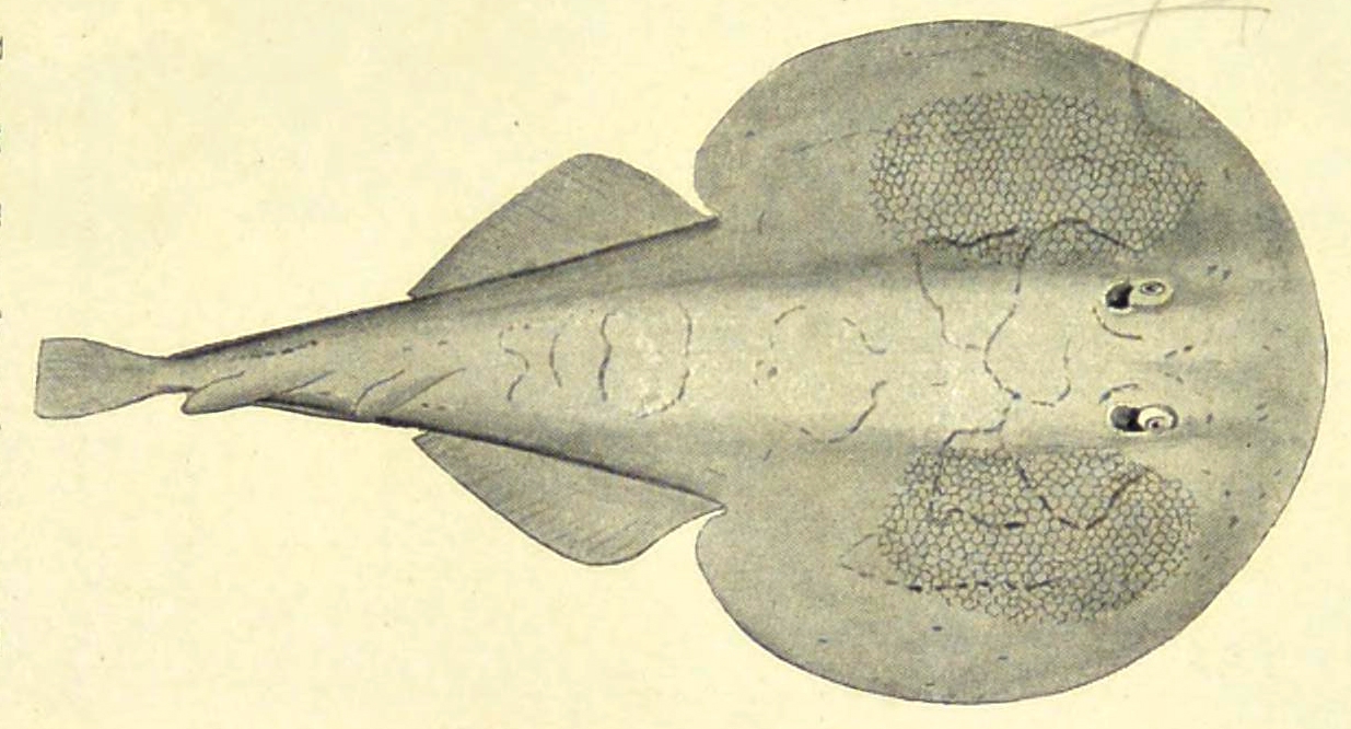 The honeycomb pattern of the torpedo’s electric cells can be seen to each side of its head.