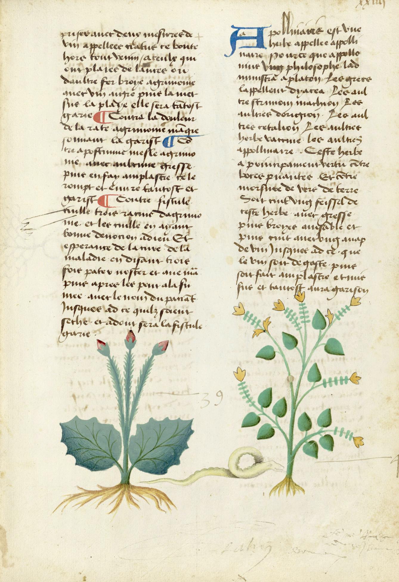 Medieval herbal entry for apolinaris