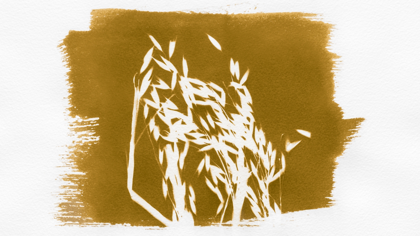 Photograph of an ochre-toned photogram. The light-sensitive emulsion has been roughly spread onto the textured watercolour paper, leaving brush marks around the edge. In the centre of the ochre colour of the emulsion is the white silhouette of a cluster of oat plants showing their stalks, leaves and oat spikelets.