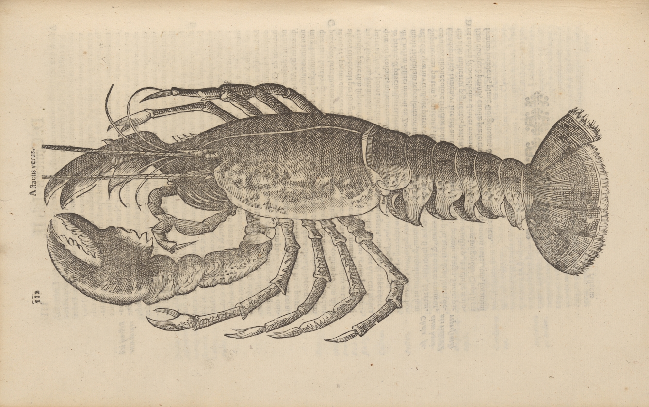 Photograph of a woodcut illustration in a 17th century early printed book, depicting a lobster.