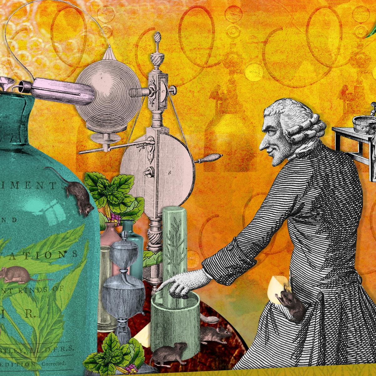 Digital montage artwork created using archive material. The image shows an 18th-century male character in wig and coat looking to the left, arm outstretched pointed to objects on a table. These object seem to be part of a larger science experiment with all sorts of things going on. A large glass bell jar is at the centre containing 3 mice, mint leaves and the title page from a book which reads, 'Experiment and Observations of different kinds of air". Surrounding the jar are other scientific instruments including test tubes, condensing tubes, and mechanical tools. More mice run over these elements surrounded by mint leaves. The background is a warm orange and yellow with motifs of bubbles and swirls. To the far right of the image a small young boy stands next to a barrel looking towards the chaos of the laboratory experiment.