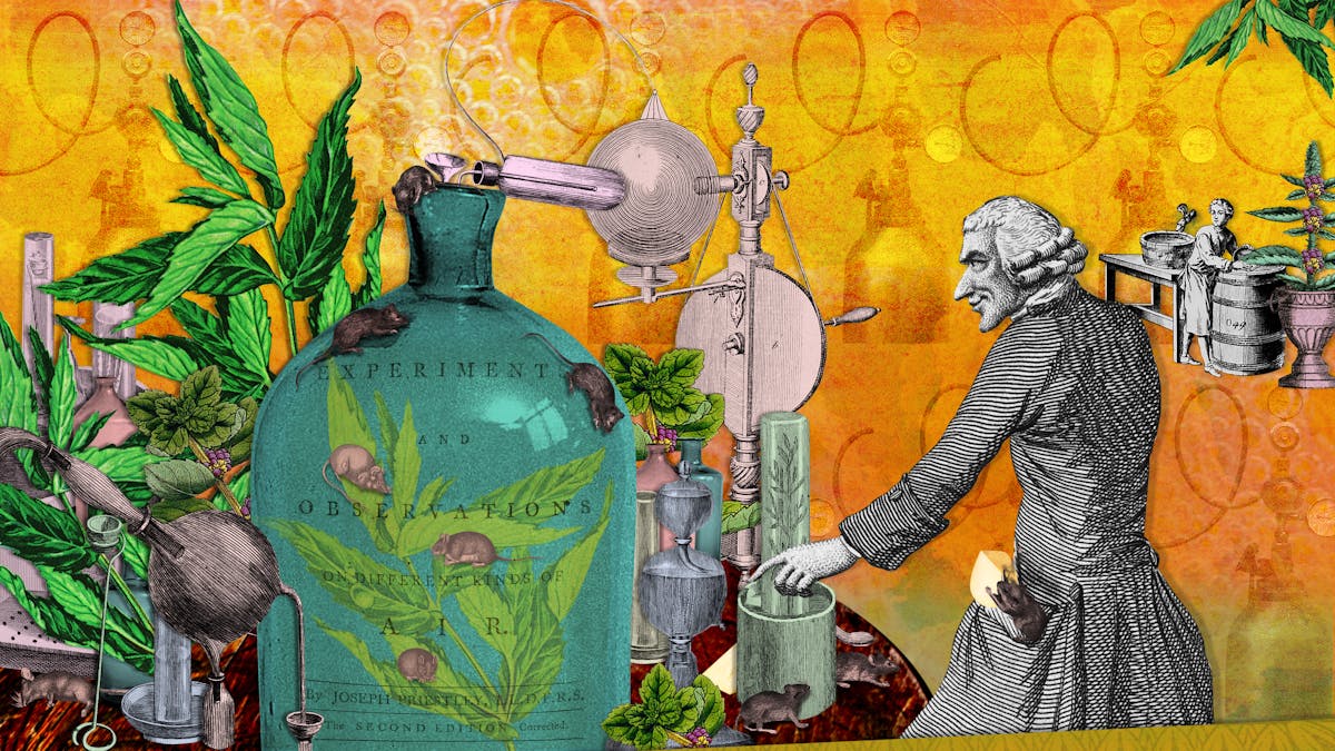 Digital montage artwork created using archive material. The image shows an 18th-century male character in wig and coat looking to the left, arm outstretched pointed to objects on a table. These object seem to be part of a larger science experiment with all sorts of things going on. A large glass bell jar is at the centre containing 3 mice, mint leaves and the title page from a book which reads, 'Experiment and Observations of different kinds of air". Surrounding the jar are other scientific instruments including test tubes, condensing tubes, and mechanical tools. More mice run over these elements surrounded by mint leaves. The background is a warm orange and yellow with motifs of bubbles and swirls. To the far right of the image a small young boy stands next to a barrel looking towards the chaos of the laboratory experiment.
