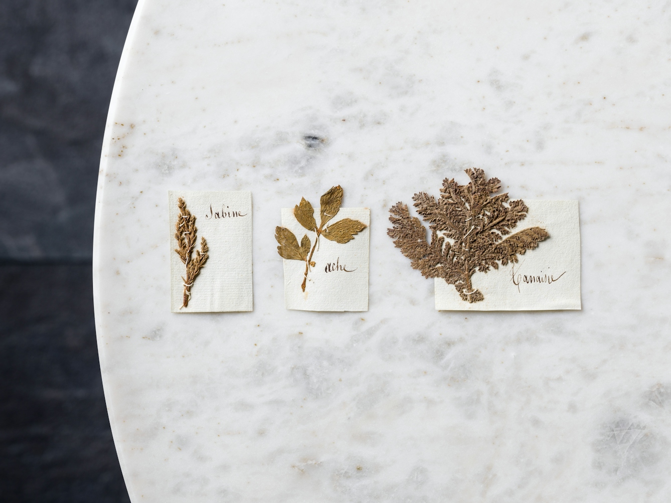 Pressed cuttings of the plants ache (smallage), sabine (savin), and tanaisie (tansy), stitched onto paper with name labels in French.