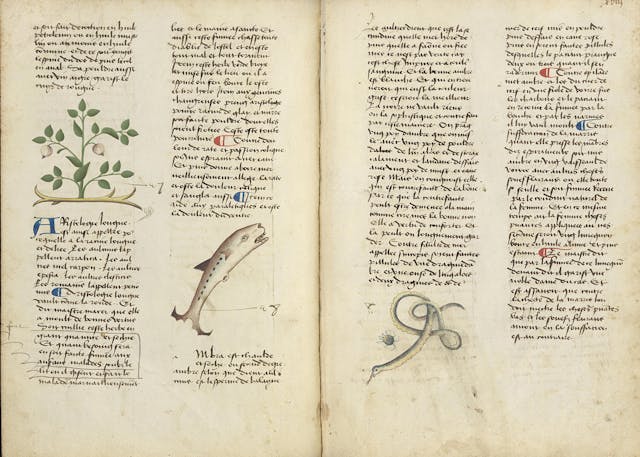 Entry for clematis in a medieval herbal