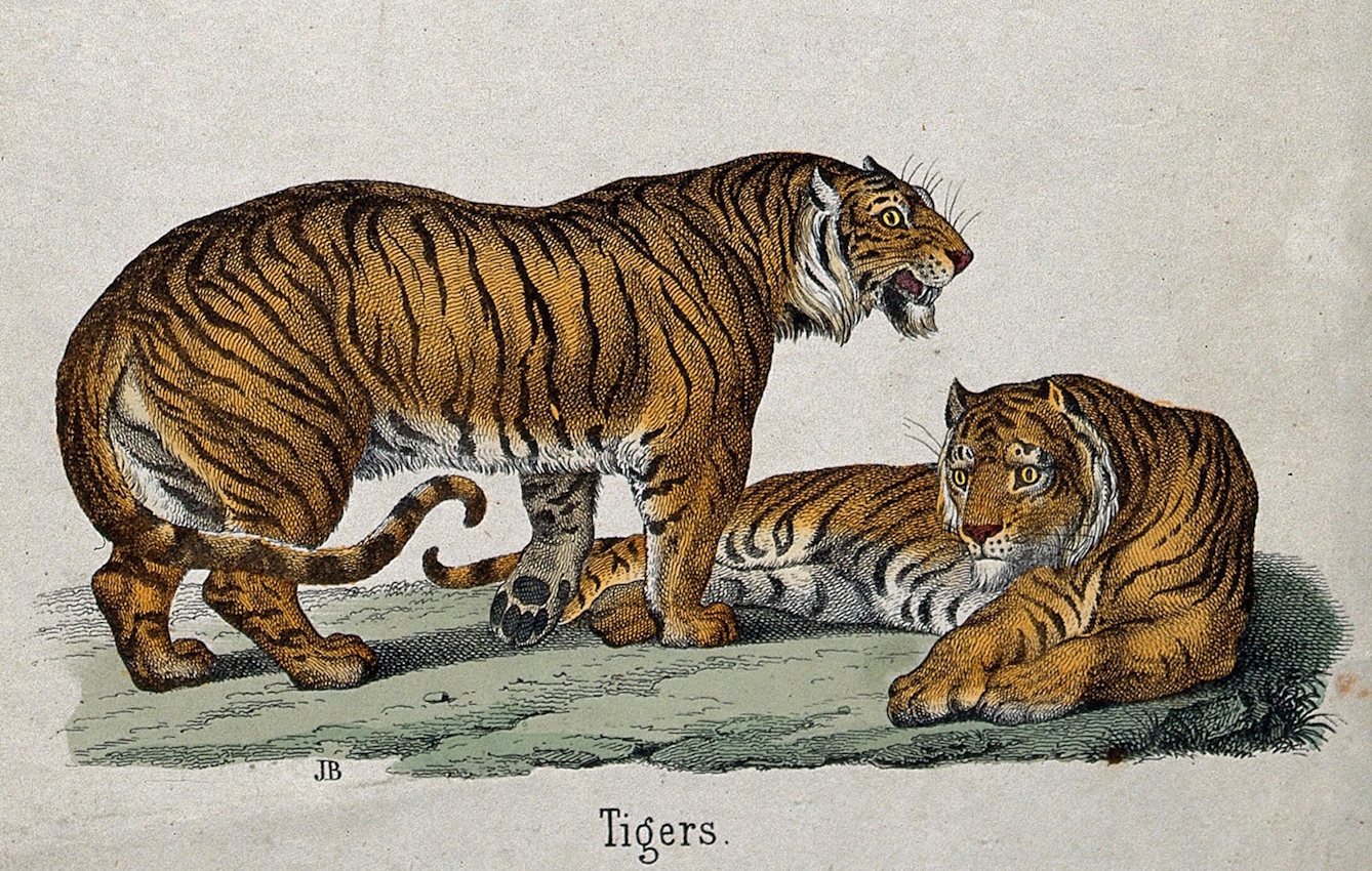 Colour lithograph. Image shows two tigers, one lying and one standing. The standing tiger is snarling. Text below reads 'Tigers'. 