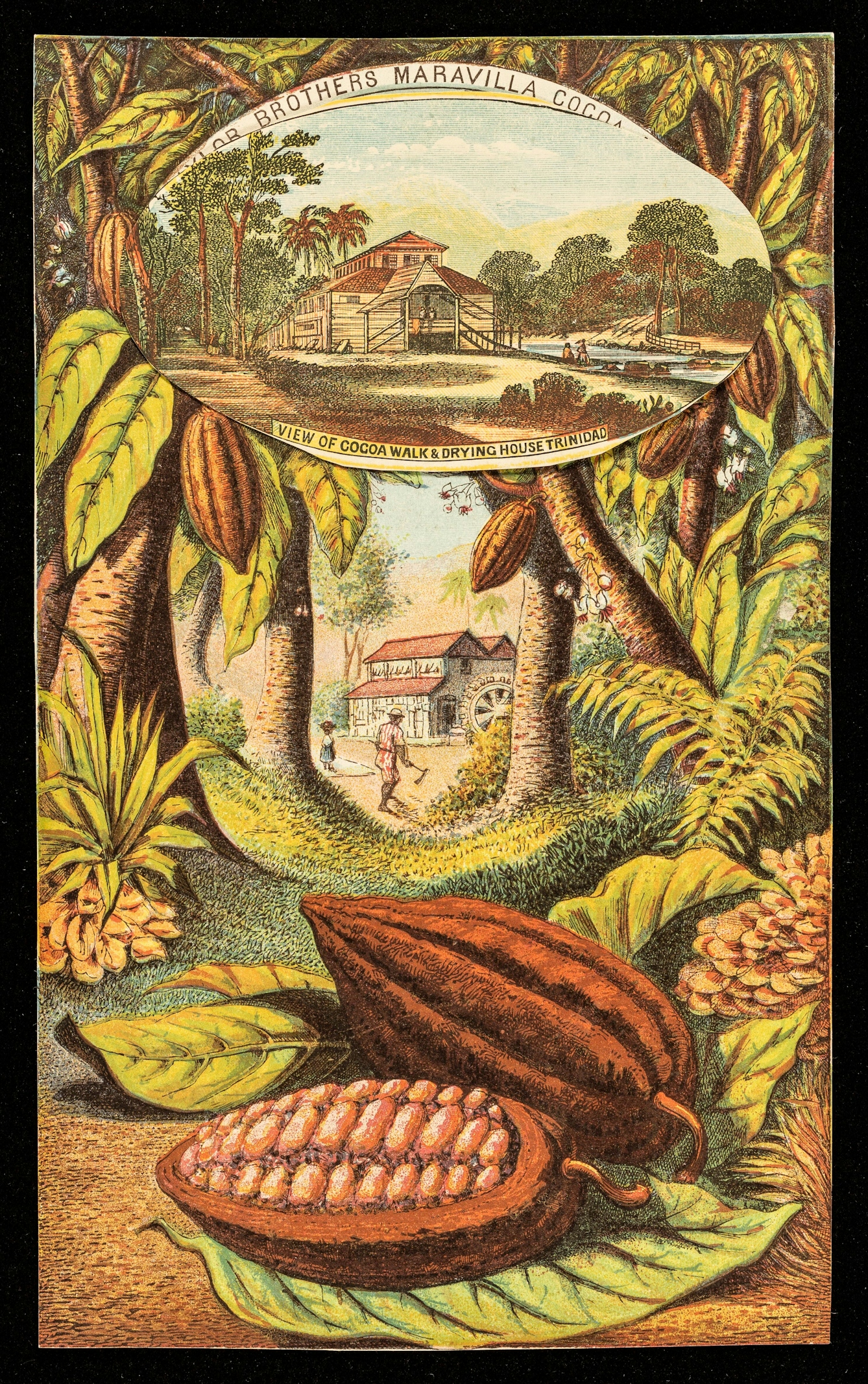 Colour advertisement for Taylor Brothers Maravilla Cocoa showing "view of cocoa walk and drying house, Trinidad" in the background. Cocoa beans are prominent in the foreground. There are only a few tiny people in the background images and they are in idealised scenes, strolling or sitting, with none of the violence that we know took place on plantations. 