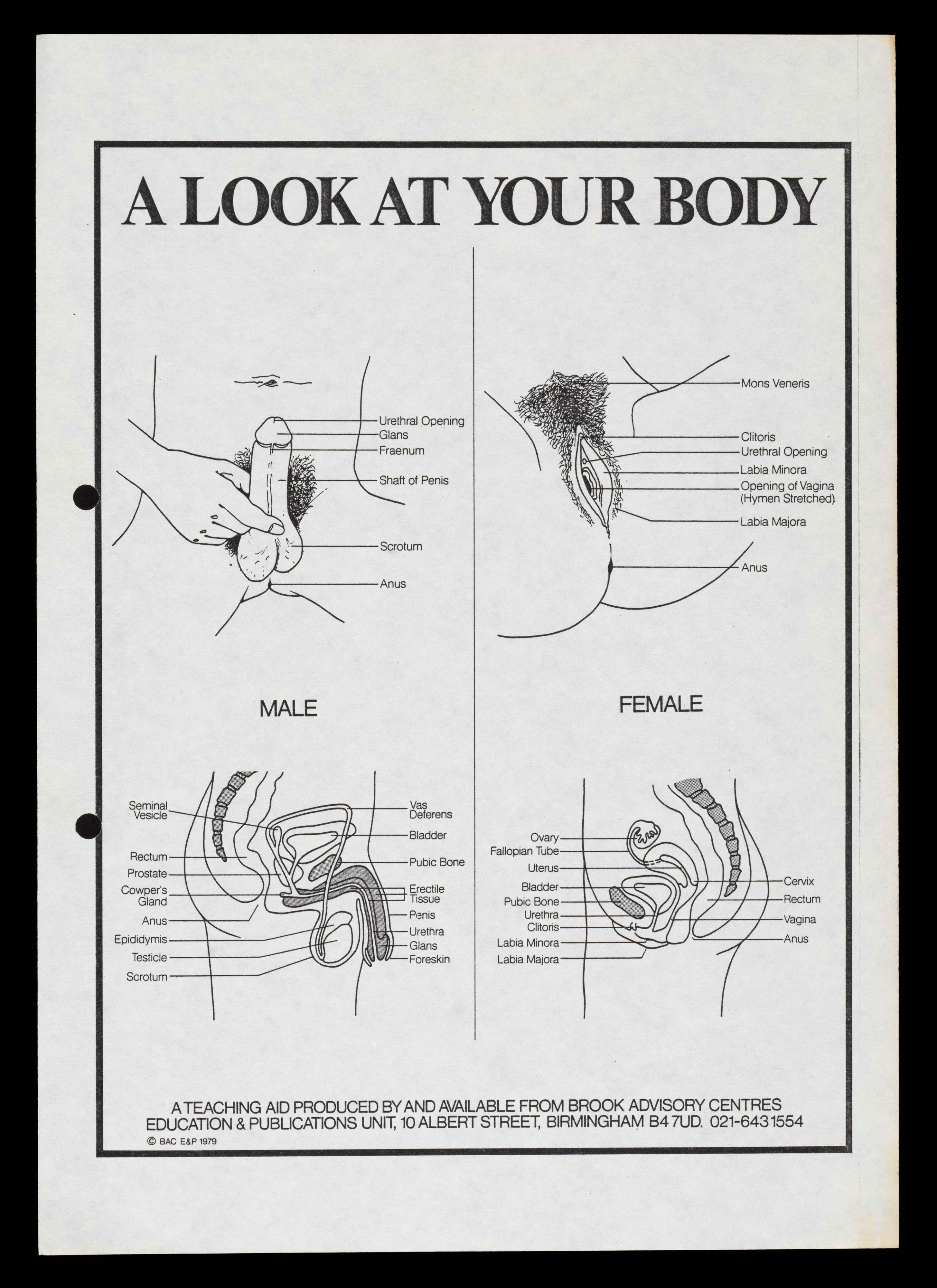 Responses to Brook s sex education guides Wellcome Collection