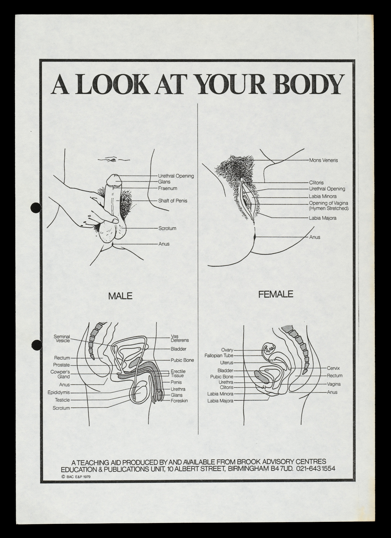 Photograph of archive material from the 1980s against a black background. The image shows an A5 sized hole punched leaflet with 4 diagrams of the male and female reproductive organs. Above the diagrams are the words 'A look at your body'. The top two diagrams show labelled views of the external reproductive organs, with the male on the left and female on the right. The two diagrams below are labelled cross-sectional drawings of the internal reproductive organs, again male on the left and female on the right.