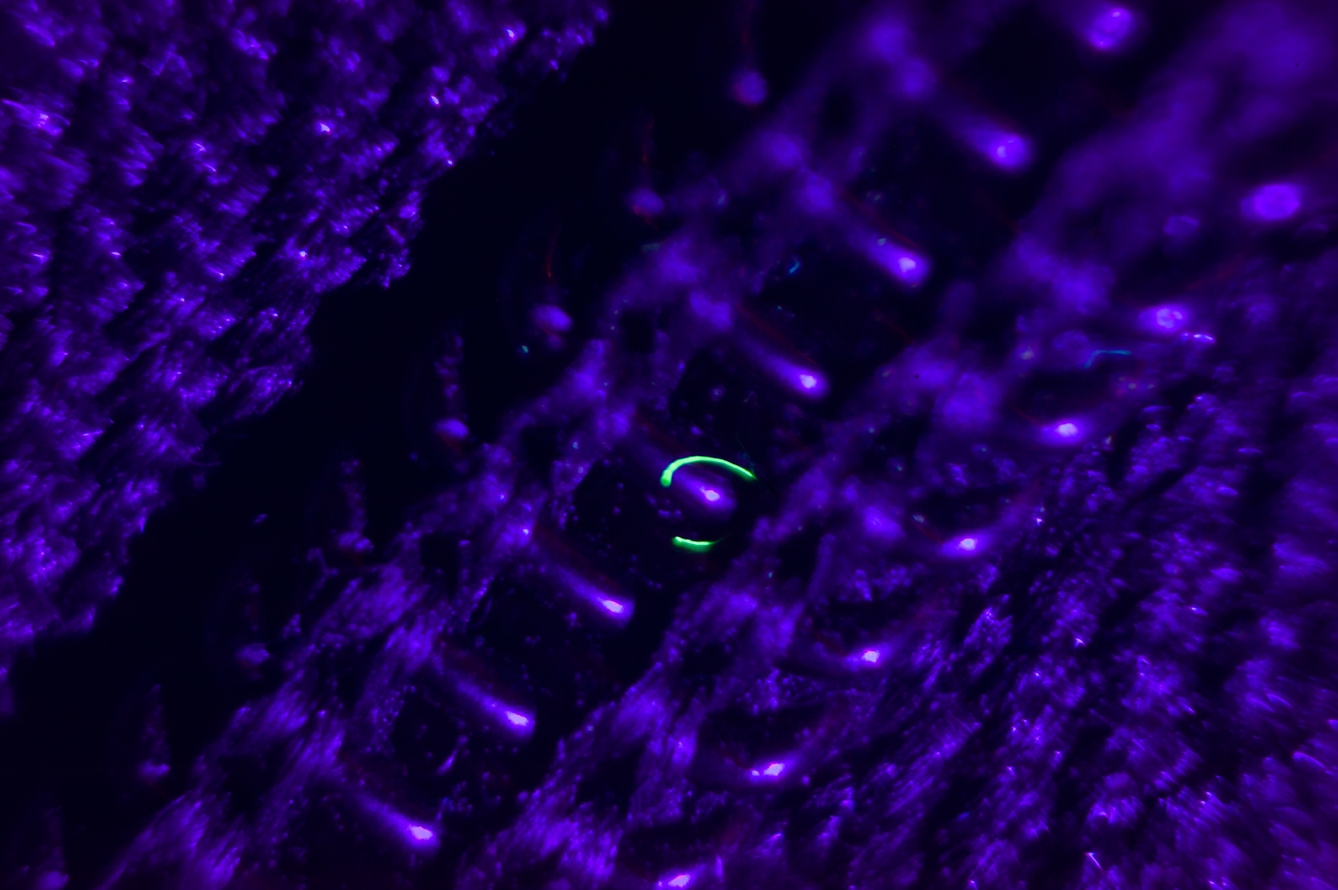 Photograph with a microscope of a fabric fibre caught in a clothing zip. The photograph has been shot using UV light which has made the fibre fluoresce green.  