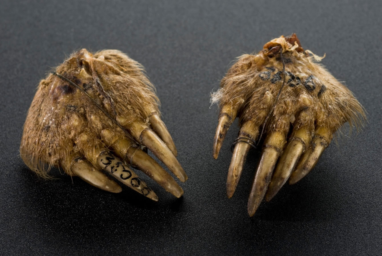 A pair of mole’s feet, detached from a mole’s body, held in place with wires