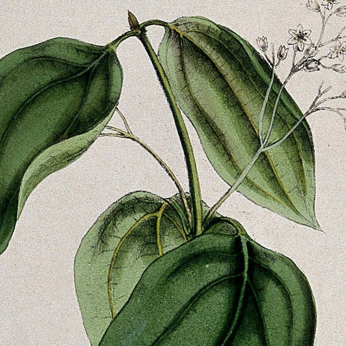 Coloured lithograph of cinnamon tree (Cinnamomum verum) flowering and leafy stem with floral sections. 