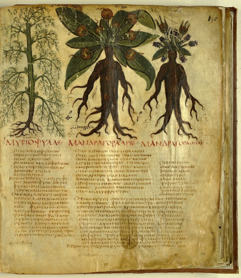 Page from a medieval herbal showing a mandrake plant and two stylised versions of it humanoid roots. the lower half of the page is Greek text.