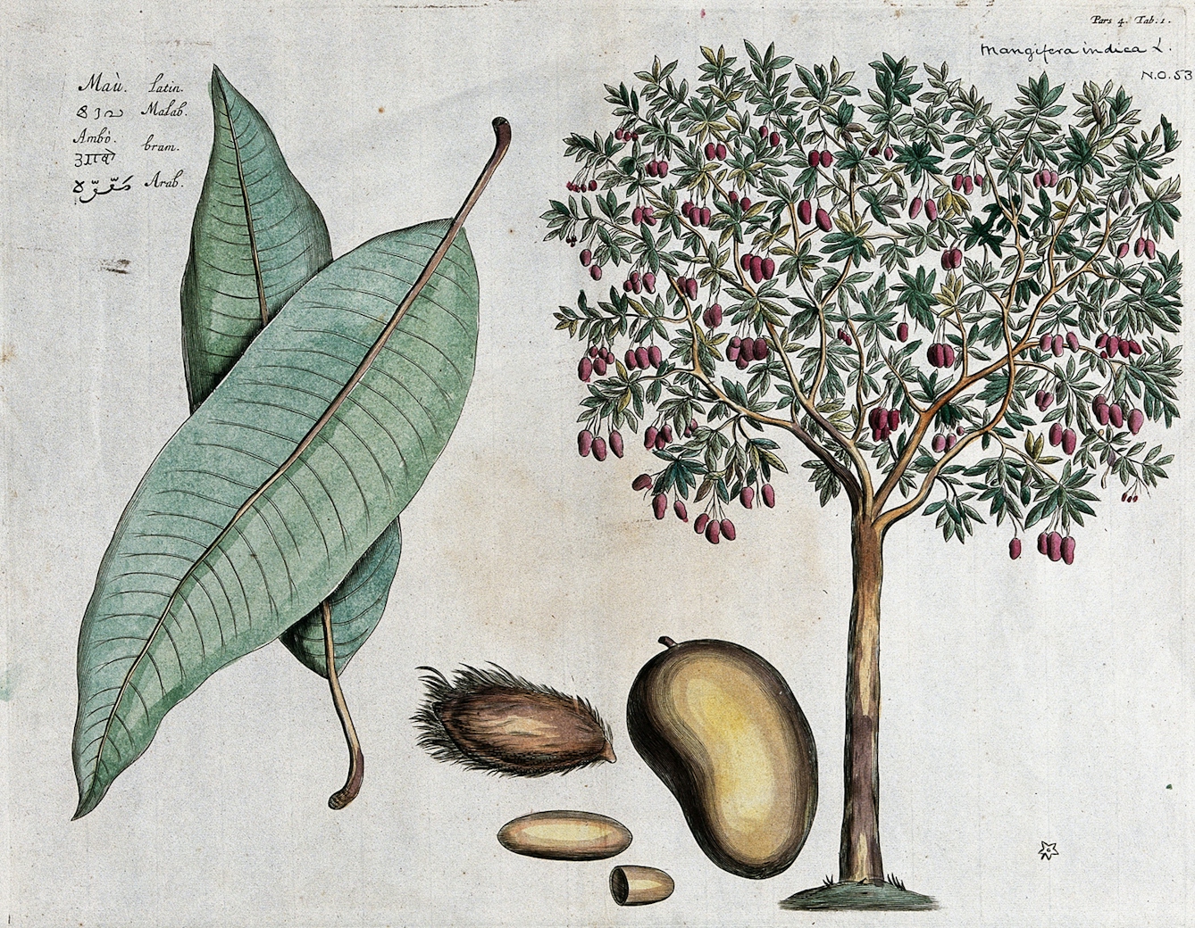 A coloured engraving of the mango tree, with close ups of the leaf, fruit and nut.