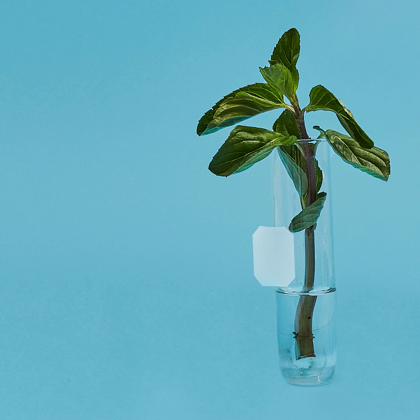Photograph of a glass test tube on a bright blue background. The test tube has the herb mint in it, its stem in a small amount of water its leaves and flowers rising out of the top. There is also a tea bag string and paper tag hanging down.