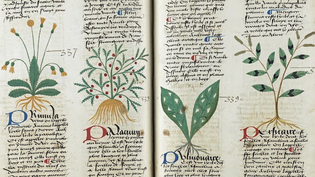 Medieval herbal