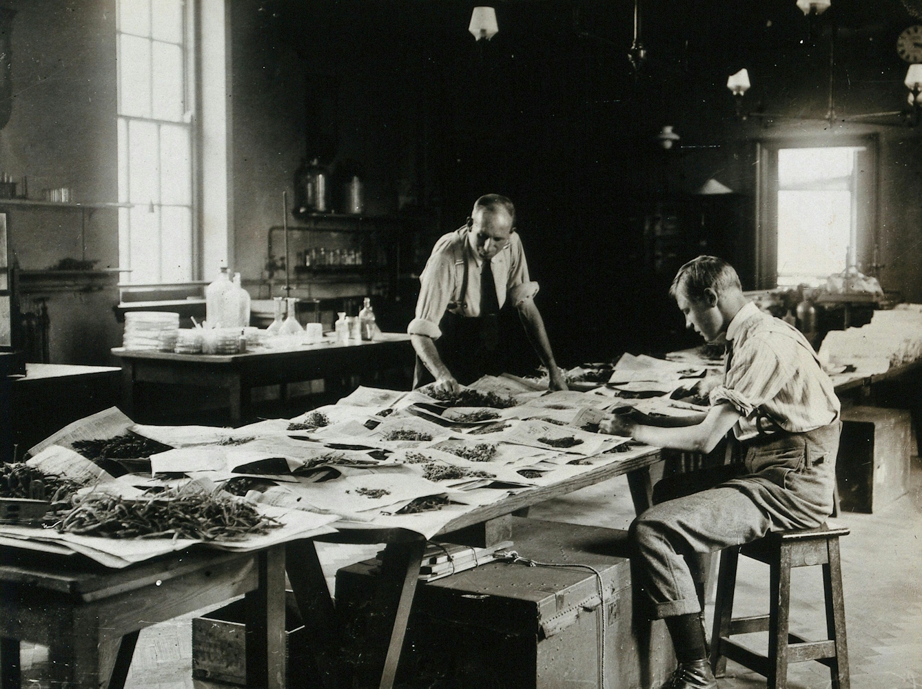 Black and white photograph of two men inside a laboratory. One is standing and one is sitting. Both are looking at plant specimens that completely cover a large bench-style desk in the centre of the room.