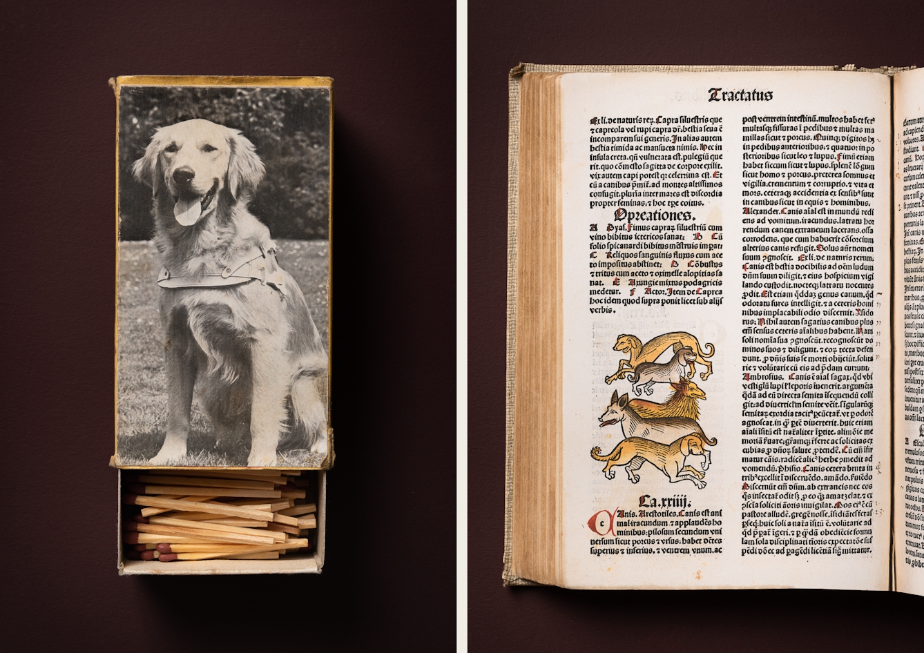 A photographic diptych. The image on the left shows an open matchbox complete with matches on the front of which is a black and white photo of golden retriever sitting, wearing a harness. The image on the right shows the left page of a medieval book featuring Latin text and an illustration of five dogs one behind the other in different tones of yellow.  The items appear on a plain brown background.