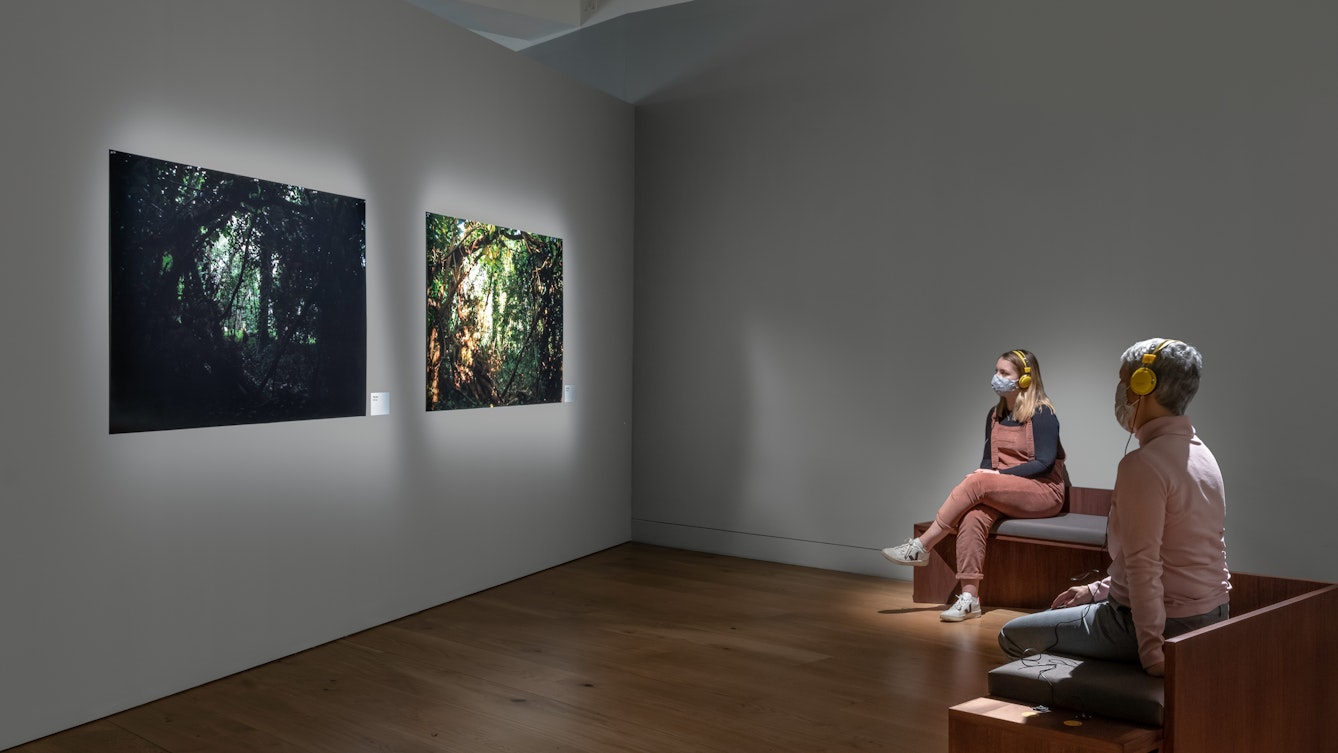 Photograph of a gallery space with grey walls and a wooden floor. Hung on the walls are two spotlit large photographs of trees in a wood. To the right of the image are two benches. Sat on each bench is a person, looking at the photographs on the wall. They are both wearing yellow headphones and face coverings.